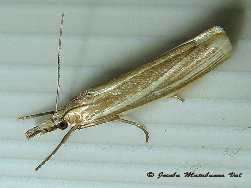 Crambus perlella - Crambidae